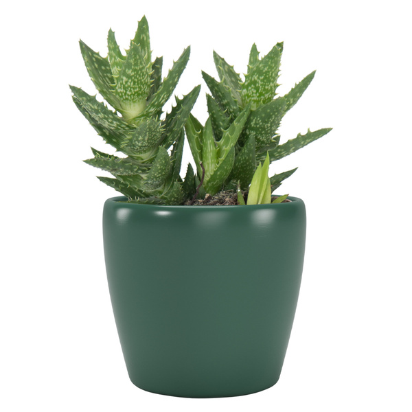 NUBIA 8 mała osłonka ceramiczna ciemno zielona