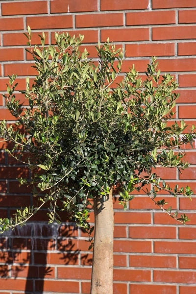 Drzewko oliwne do ogrodu na grubym pniu 165 cm