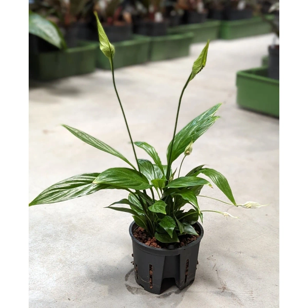 Skrzydłokwiat Spathiphyllum MK9/7 w hydroponice