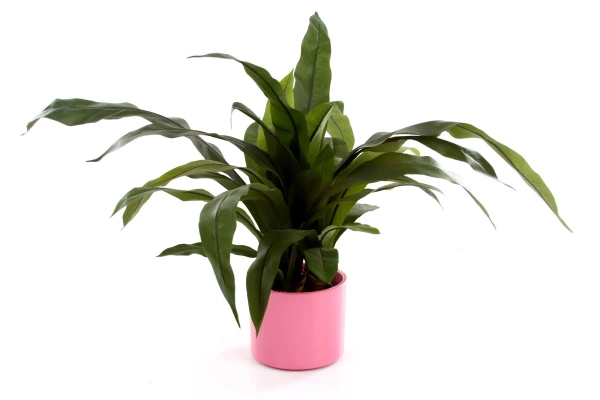 Era 19/17 osłonka walec różowa