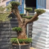 Drzewko oliwne bonsai rozgałęzione Olea europaea 195-210 cm