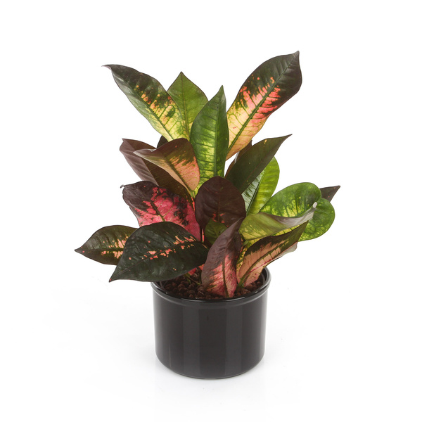 Zestaw do hydroponiki 13/12 osłonka Corona czerwona wkład wskaźnik