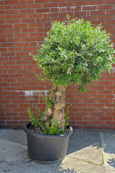 Olea europaea drzewko oliwne 180 cm