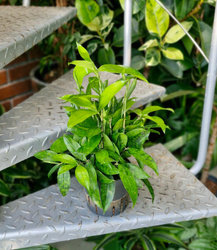 Dracena surculosa plamista 40 cm MK13/12