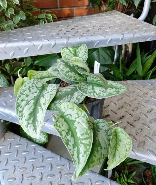 Scindapsus pictus trebie MK13/12 pnącze w hydroponice