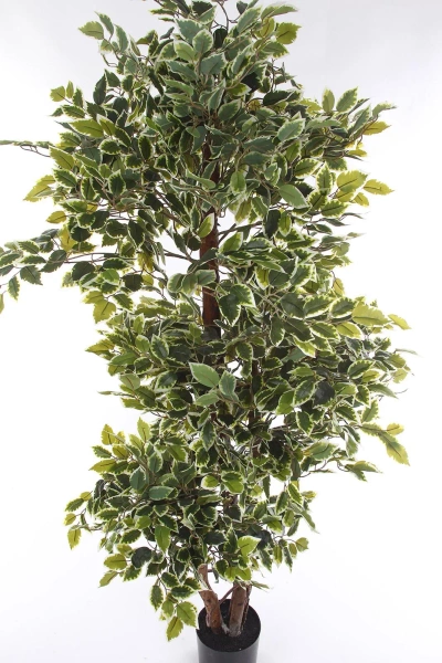 Sztuczny fikus benjamina 165 cm zielono-biały