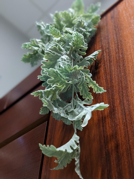 Sztuczny Starzec Cineraria pnącze 75 cm