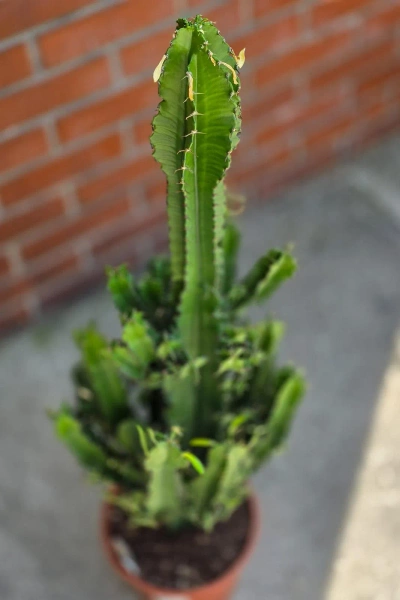 Kaktus Euphorbia erytrea 110 cm