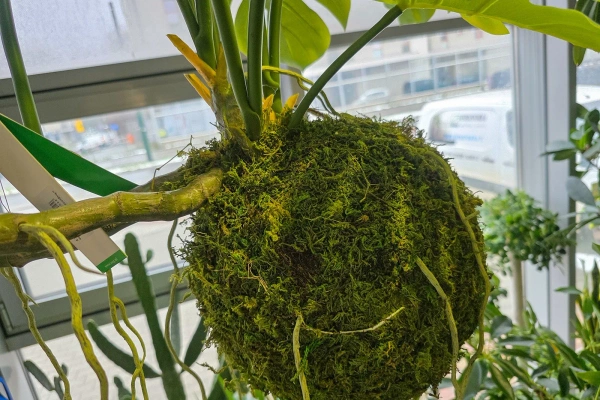 Sztuczna wisząca monstera na kuli z mchem 60 cm