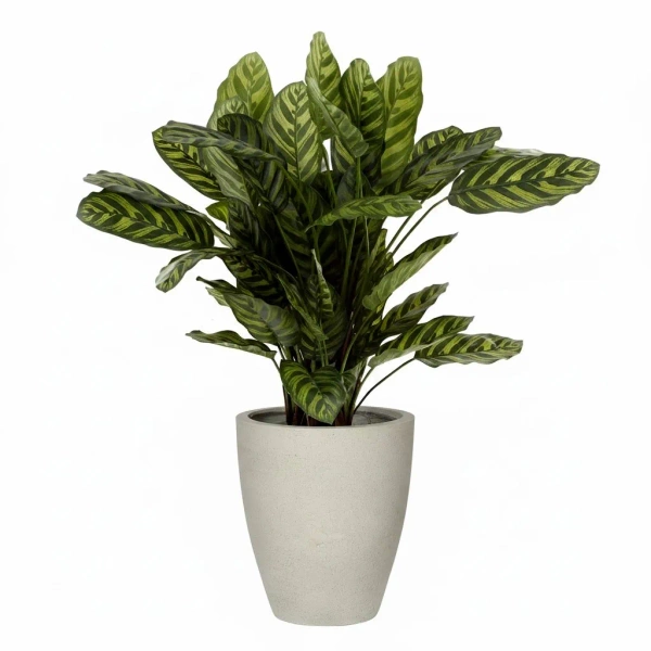 Sztuczna Kalatea zielona 80 cm