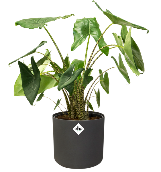 B. For Soft Round 16 cylindryczna osłonka grafitowa