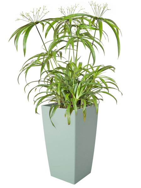 Milano Diamond 20x20/36 doniczka kwadratowa wysoka bordowa połysk