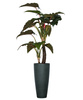 Sztuczna Alokazja Alocasia 160 cm drzewko