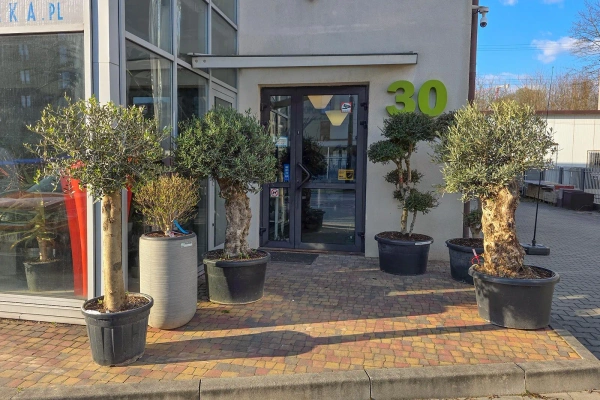 Oliwka europejska Olea europaea 165 cm