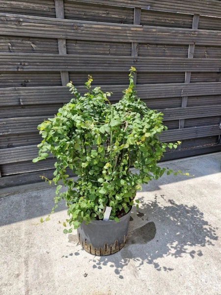 Fikus pumila w hydroponice 60 cm MK25/19
