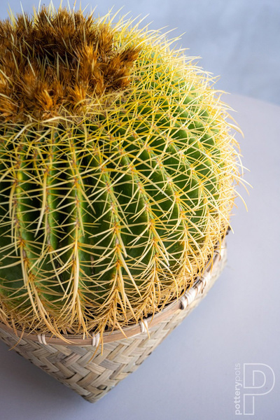 Nala Low S 29/12 płaska doniczka z bambusa i cementu