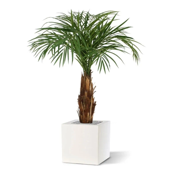 Sztuczna palma Areka 120 cm na prawdziwym pniu
