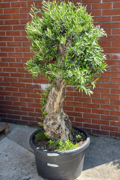 Olea europaea drzewko oliwne 180 cm