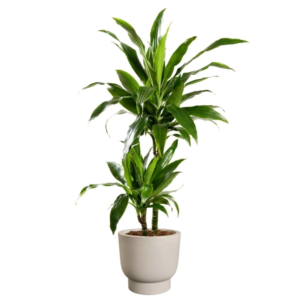 Amber Grail 38/36 donica na stopie beżowa