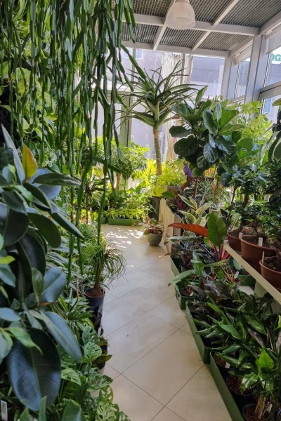 Aloe bainesii aloes 260 cm