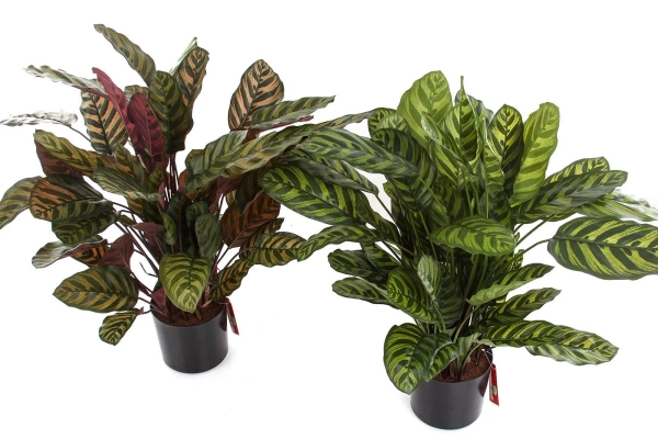 Sztuczna Kalatea gęsta czerwona 80 cm 65 liści