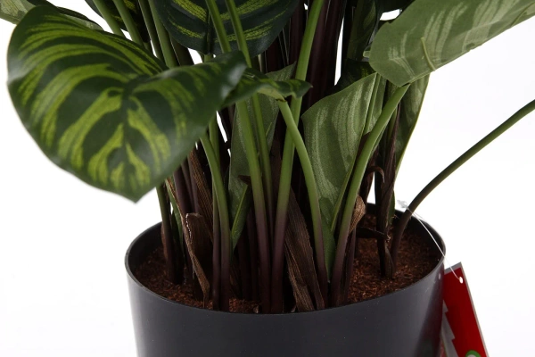 Sztuczna Kalatea zielona 80 cm