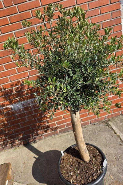 Oliwka europejska Olea europaea 165 cm