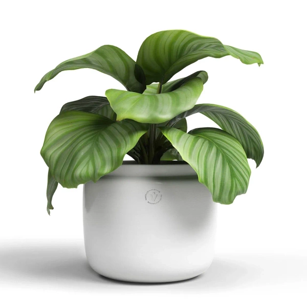 Astrea 31/30 osłonka biała z ceramiki