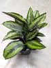Calathea beauty star w hydroponice MK13/12 wielobarwna