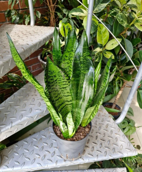 Sansevieria zeylanica w hydroponice 50 cm MK15/19