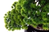 Sztuczny Bonsai Larch 48x35 w czarnej ceramicznej doniczce