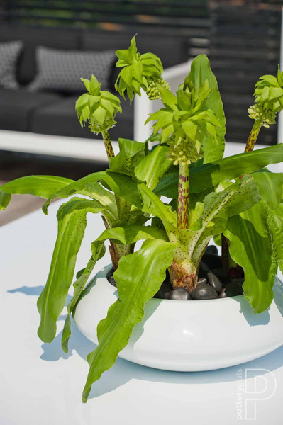 Tara S 40/15,5 płaska doniczka lakierowana biała połysk