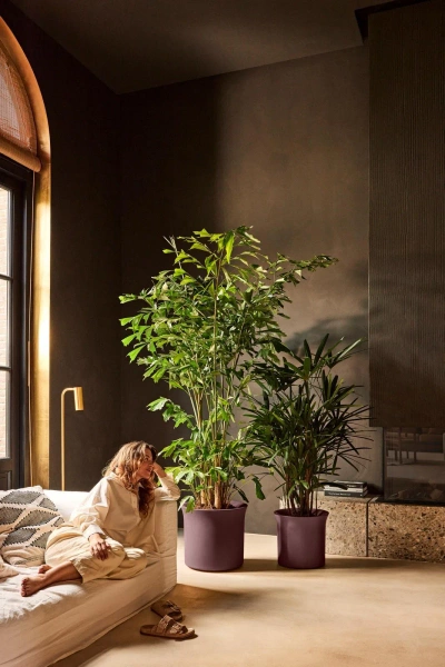 June Tulip 40 śliwkowa osłonka do salony vintage plum