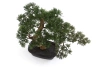 Sztuczny Bonsai Cedr 40x40 cm w doniczce