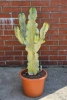 Kaktus Euphorbia ingens marmorata 100 cm