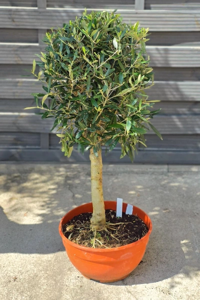 Drzewko oliwne 90 cm