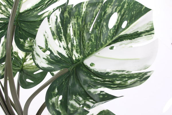 Sztuczna Monstera Variegata dziurawa biało-zielona 90 cm