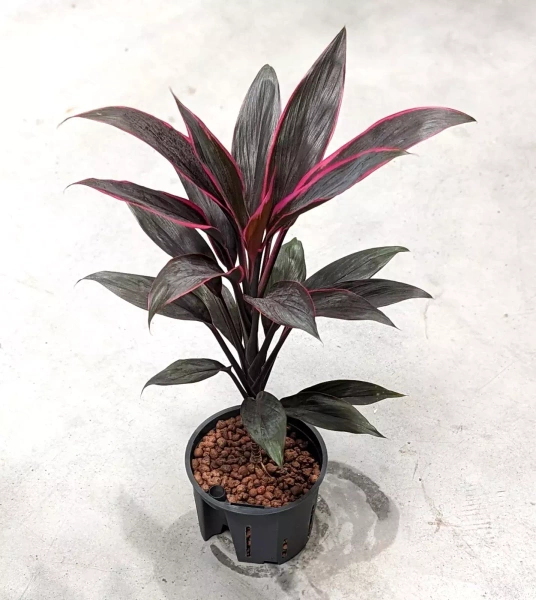 Kordylina czerwona 45 cm MK11/9