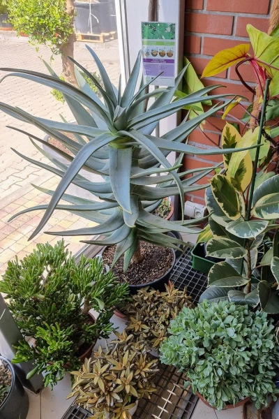 Aloe dichotoma Stem aloes 110 cm