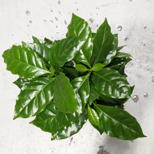 Kawa Coffea arabica 35 cm MK13/12 w hydroponice