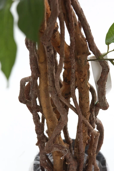 Sztuczny Fikus Liana 170 cm 1008 liści drewniane pnie