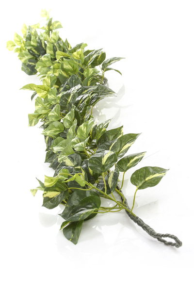 Sztuczne Epipremnum Pothos girlanda gęste pnącze 180 cm