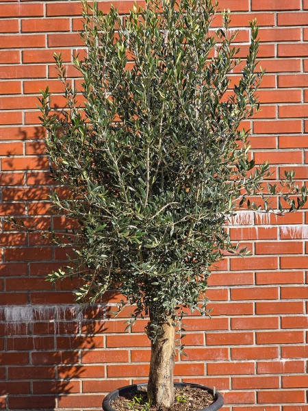 Oliwne drzewko na pniu 190 cm duża korona