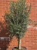 Oliwne drzewko na pniu 190 cm duża korona