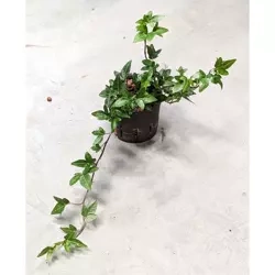 Hedera 20 cm MK9/7