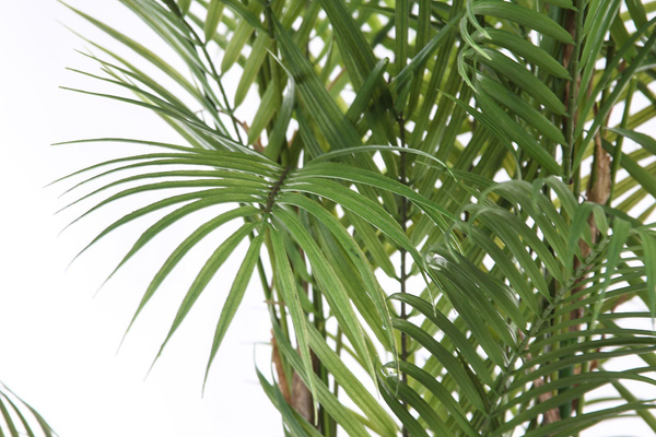 Sztuczna palma Chamaedorea 180 cm - jak żywa