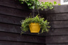 Vibia Hanging Basket 26 doniczka wisząca żółta honey yellow