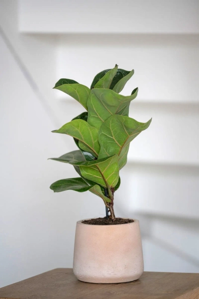 Patt XL 23/19,5 doniczka kamienna gliniana clay washed