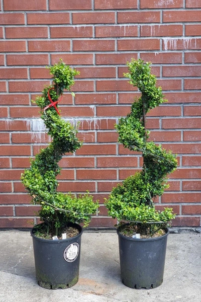 Ostrokrzew karbowanolistny Ilex Crenata spiralny 120 cm