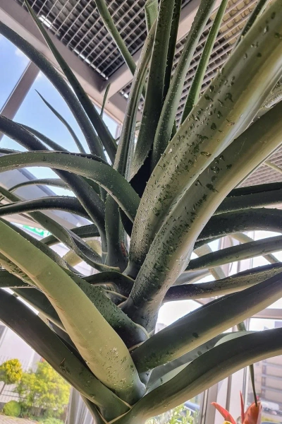 Aloe bainesii aloes 260 cm